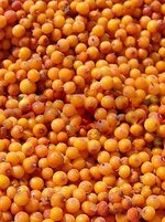 Sea Buckthorn 